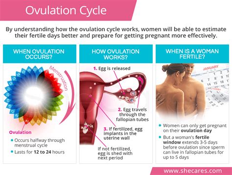 ovulation make you horny